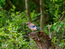 Eurasian Jay - Sójka Zwyczajna